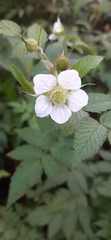 Rubus rosifolius