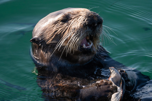 Southern Sea Otter photographed in California
