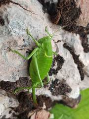 Polysarcus denticauda