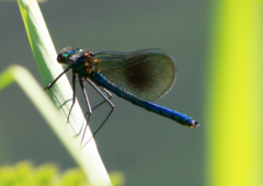 Calopteryx splendens