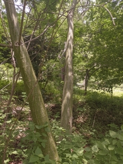 Pseudobombax septenatum