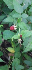 Rubus rosifolius