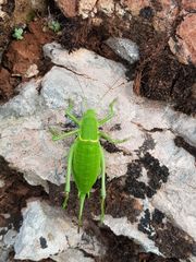 Polysarcus denticauda