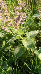 Salvia verticillata