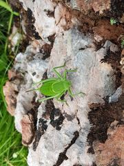 Polysarcus denticauda