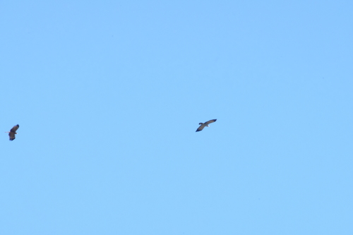 East African Harrier-Hawk