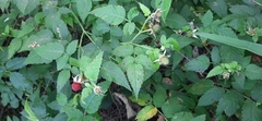 Rubus rosifolius