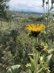 Inula