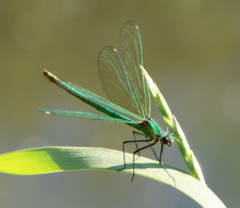 Calopteryx splendens