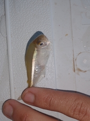 Serrapinnus piaba