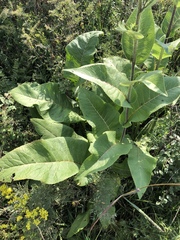 Inula