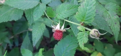 Rubus rosifolius