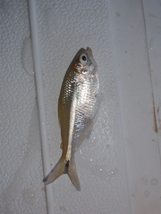 Serrapinnus piaba