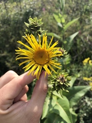 Inula