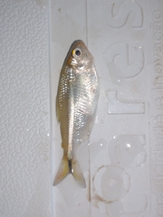 Serrapinnus piaba