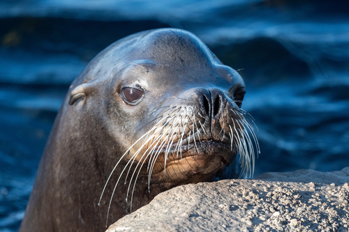 California Sea Lion photographed in California