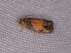 Olethreutes osmundana