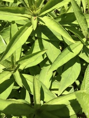 Lysimachia clethroides