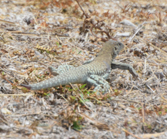 Pholidoscelis plei