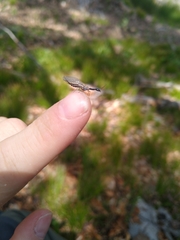 Dichrostigma flavipes