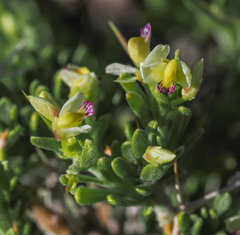 Rhinotropis intermontana