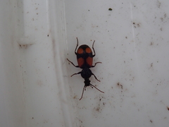 Panagaeus bipustulatus