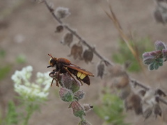 Laphria dizonias