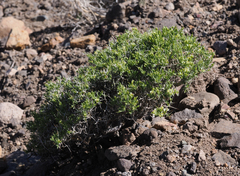 Rhinotropis intermontana