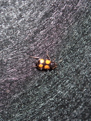 Panagaeus bipustulatus