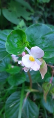 Begonia cucullata