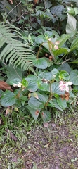 Begonia cucullata
