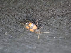 Panagaeus bipustulatus