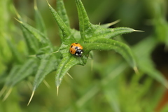 Coccinella septempunctata