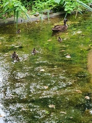 Anas platyrhynchos domesticus