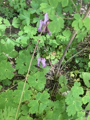 Dicentra eximia
