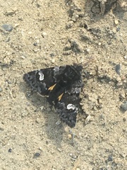 Coranarta macrostigma