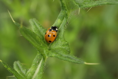 Coccinella septempunctata