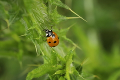 Coccinella septempunctata