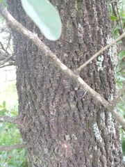 Acanthosyris spinescens