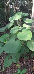Piper umbellatum