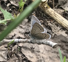 Glaucopsyche lygdamus oro