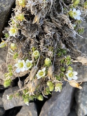 Pseudocherleria macrocarpa