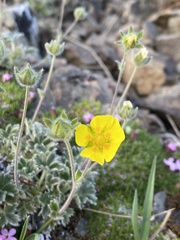 Potentilla hyparctica
