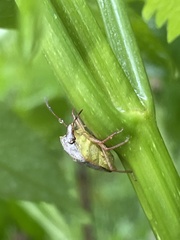 Dendrocoris humeralis