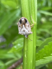 Dendrocoris humeralis