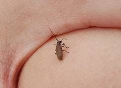 Anaesthetis testacea