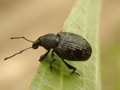 Otiorhynchus tristis