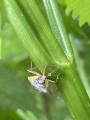 Dendrocoris humeralis