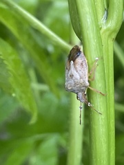 Dendrocoris humeralis