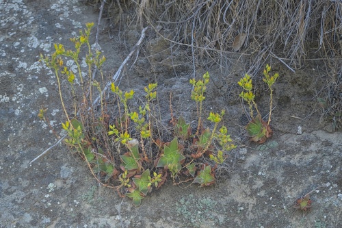 Image of Dudleya stolonifera by (c) Madeleine Claire, some rights reserved (CC BY)